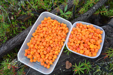 Cloudberries.