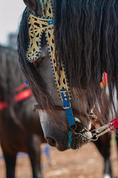 traditional fantasia horse Morocco tbourida