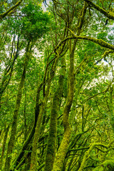 Obraz premium La Gomera