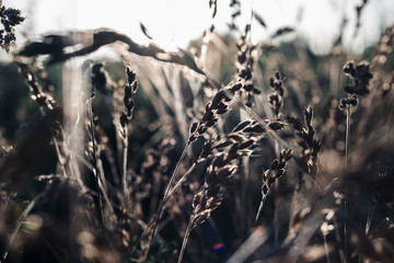 evening. grass outdoors. close-up. there is toning.