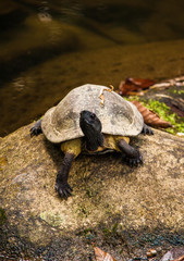 Turtle on a Rock