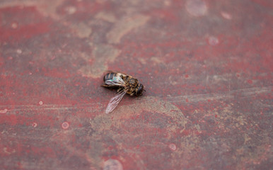 Dead Bee