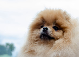Portrait of a very cute and beautiful red pomeranian spitz-dog