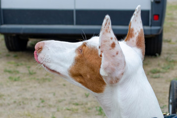 white-red faranova dog looks from the viewer