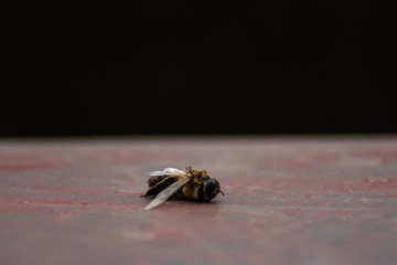 dead bee