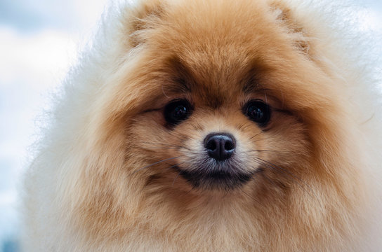 Portrait of a very cute and beautiful red pomeranian spitz-dog