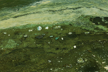 Dirty wave with old dirty algae. Dirty seaweed sea surf lines in seaport. Dirty sea, environmental...