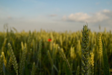 Fototapeta premium field of wheat