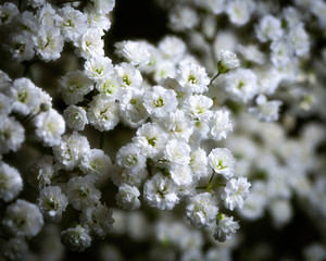 Beautiful macro photography of flowers from the garden