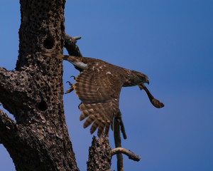 A Peregrine Falcon Flying off a Tree