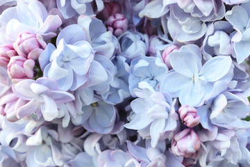 Tender delicate light blue lilac flowers and buds close up as a background