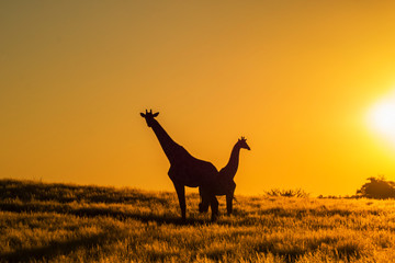 Giraffe mit Ihrem Jungen in der Abendsonne von Namibia