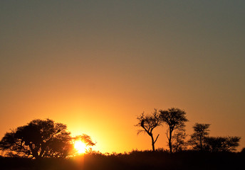 Fototapeta na wymiar Köcherbäume vor dem Sonnenuntergang in Namibia