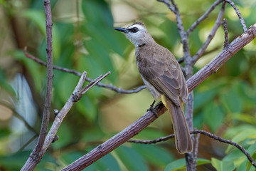 Yellow-vented Bulbul - Pycnonotus goiavier or eastern yellow-vented bulbul, member of bulbul family of passerine birds,  resident breeder in southeastern Asia