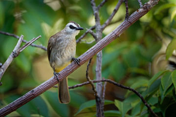 Yellow-vented Bulbul - Pycnonotus goiavier or eastern yellow-vented bulbul, member of bulbul family of passerine birds,  resident breeder in southeastern Asia