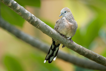 Zebra Dove - Geopelia striata also known as barred ground dove, is a bird of the dove family, Columbidae, native to Southeast Asia