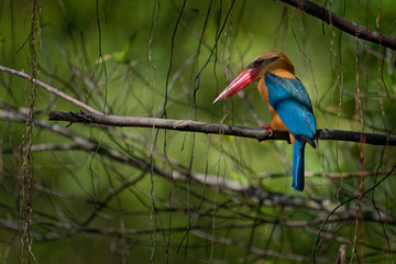 Stork-billed Kingfisher (Pelargopsis capensis) on the branch,  is a tree kingfisher distributed in the tropical Indian subcontinent and Southeast Asia