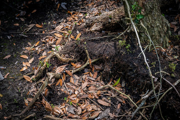 Tree Roots Protruding Through The Forest Floor Surrounded By Autumn Colored Leaves & Twigs