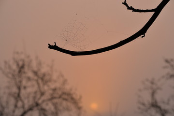 Red cobweb