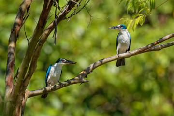 Collared Kingfisher - Todiramphus chloris medium-sized kingfisher subfamily Halcyoninae, the tree kingfishers