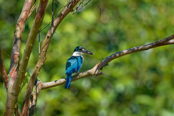 Collared Kingfisher - Todiramphus chloris medium-sized kingfisher subfamily Halcyoninae, the tree kingfishers