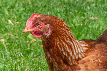 hen on grass