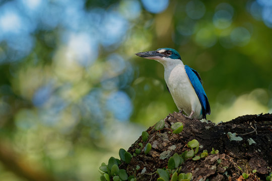 Collared Kingfisher - Todiramphus chloris medium-sized kingfisher subfamily Halcyoninae, the tree kingfishers