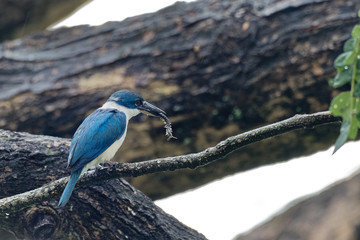 Collared Kingfisher - Todiramphus chloris medium-sized kingfisher subfamily Halcyoninae, the tree kingfishers