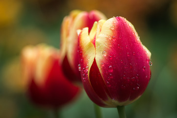Tulips red-yellow with drops close-up on blurred background