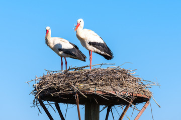 White storks on a nest, Salburua park, Vitoria, Spain