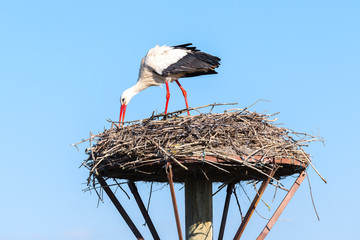 White stork on a nest, Salburua park, Vitoria, Spain