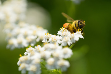 Honigbienen