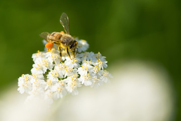 Honigbienen