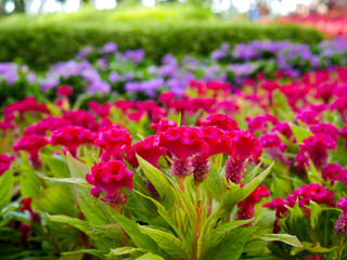 Close-up of pink cockscomb flower or celosia argentea in the garden.
