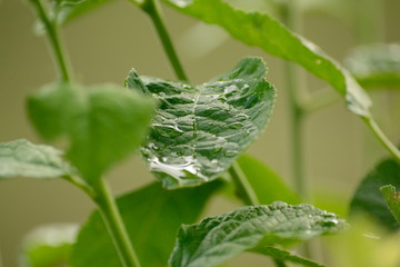 dew on leaf