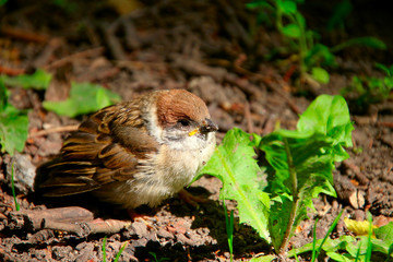 sparrow nestling sitting on the ground among the grass in the park