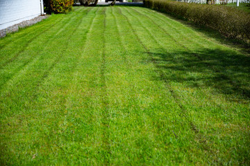 Fototapeta na wymiar Recently trimmed green lawn near the house. Countryside backyard of the house. Well maintained lawn