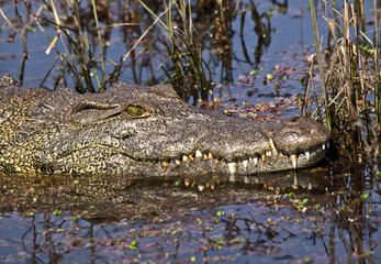 Alligator-Kopf im Sumpf
