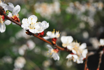Apricot tree blossom bud close up detail on blurry background
