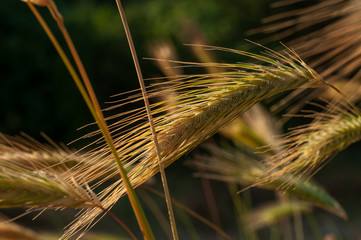 Wild wheat on the mountain field in Crimea Ukraine