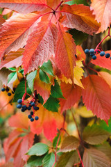 Naklejka na ściany i meble Colorful autumn wild grapes or ivy. Beautiful nature background of Fall season