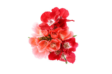 イロマツヨイグサの花束