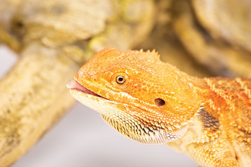 Bearded dragon with tongue out