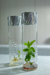 Cloned decorative micro plant in test tube with agar nutrient medium. Micropropagation technology...