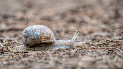 Schnecke mit Schneckenhaus