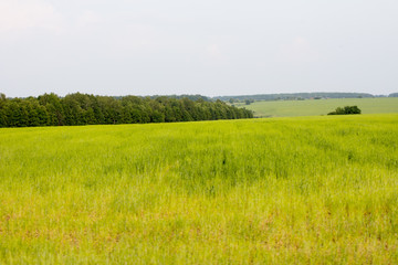 Obraz premium Green field and meadow. Summer and nature.