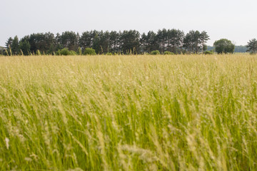 Green field and meadow. Summer and nature.