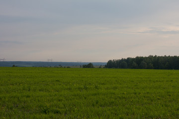 Fototapeta premium Green field and meadow. Summer and nature.