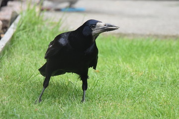 A crow with a seed in its beak