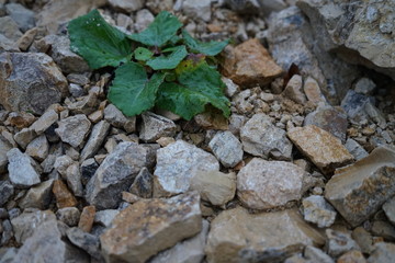 blume in steinen